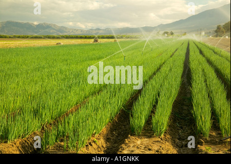 Bio grüne Zwiebelfeld unter Bewässerung, Coachella Valley, Kalifornien Stockfoto