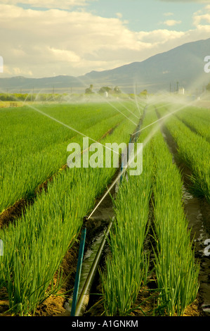 Bio grüne Zwiebelfeld unter Bewässerung Sprinkers, Coachella Valley, Kalifornien Stockfoto