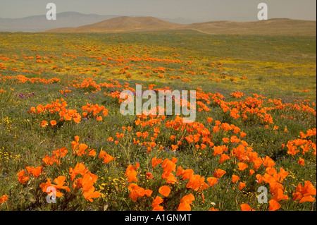 California Poppies Antelope Valley, Kalifornien Stockfoto