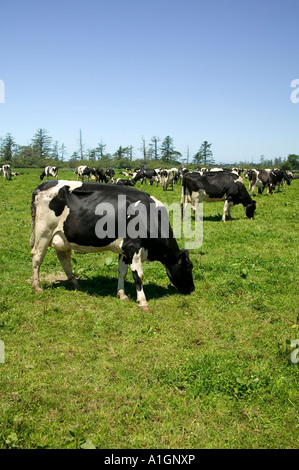 Holstein Bio Milchkühe weiden, grüne Weiden. Stockfoto