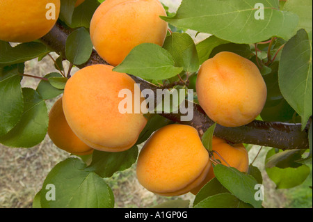 Reife Aprikosen auf Ast. Stockfoto