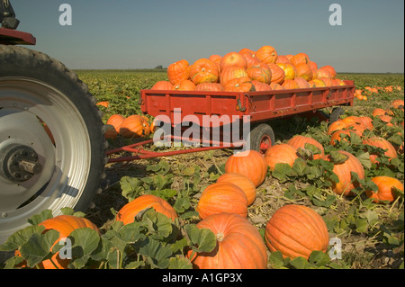 Kürbis-Ernte, Traktor mit "Big Max" Kürbisse geladen. Stockfoto