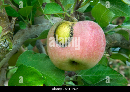 Apfel 'Fuji' zeigt Schorf verursacht durch Mehltau, Stockfoto