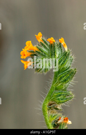 Fiddleneck Blumen, California Stockfoto