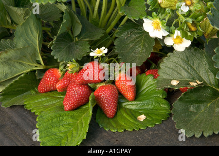 Erdbeeren wachsen im Boden, mit Kunststoff Mulch, California Stockfoto