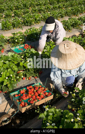 Arbeiter ernten "Chandler" Erdbeeren, California Stockfoto