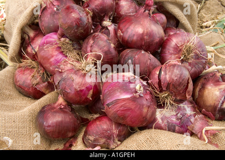 Geerntete rote Zwiebeln Stapeln trocknen in sackleinen Sack, Kalifornien Stockfoto