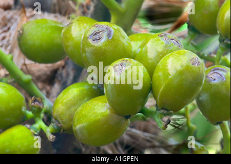 Samen der Sägepalme Pflanze, Florida Stockfoto