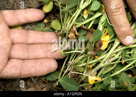 Hand-Anzeige Heringe auf Erdnuss-Pflanze. Stockfoto
