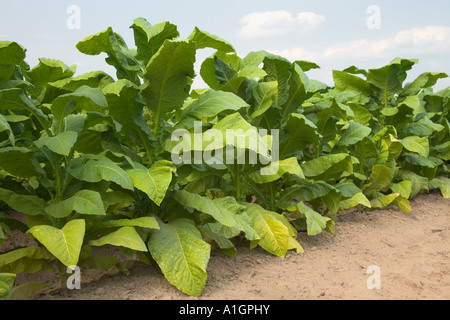 Tabakfeld, Georgien Stockfoto