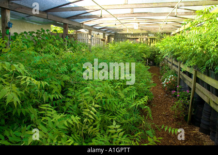 Gewächshaus wachsen Neem Sämlinge, Florida Stockfoto