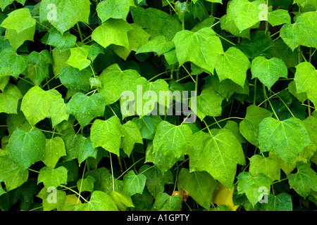 Blätter des Baumes Spinat, Florida Stockfoto
