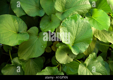 Kava Blätter wachsen, Stockfoto