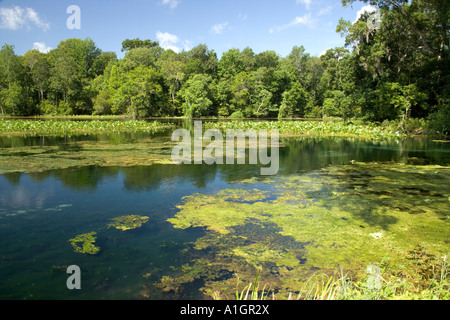 Wacissa Fluss, Madison County, Florida Stockfoto