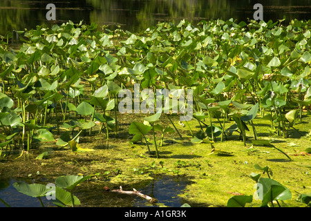 Spatterdock wachsende Rückspülen des Wacissa River, Florida Stockfoto