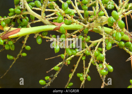 Unreifen Samen der Sägepalme, Stockfoto