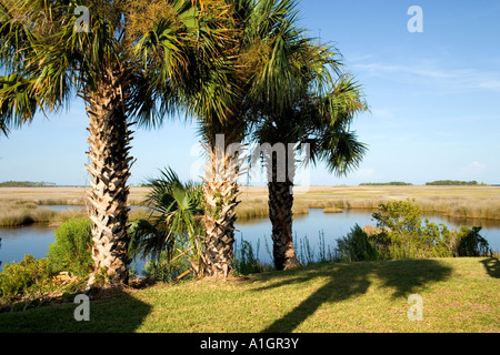 Kohl Palmetto, St. Marks National Wildlife Refuge. Stockfoto