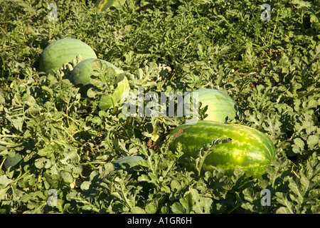 Reife Wassermelonen an Rebstöcken. Stockfoto