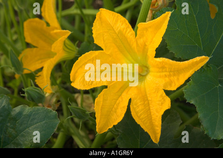 Kürbis 'Big Max' Blume an Rebstöcken. Stockfoto