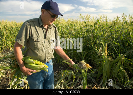 Landwirt Zuckermais im Bereich Inspektion zeigt Smut Mädels. Stockfoto