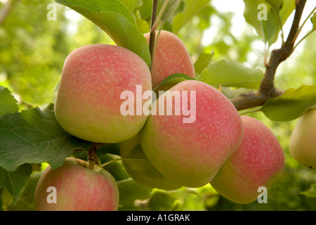 Reife Bio-Äpfel "Pink Lady" auf Ast. Stockfoto