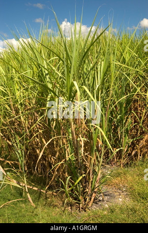 Reifen Zuckerrohr im Feld. Stockfoto