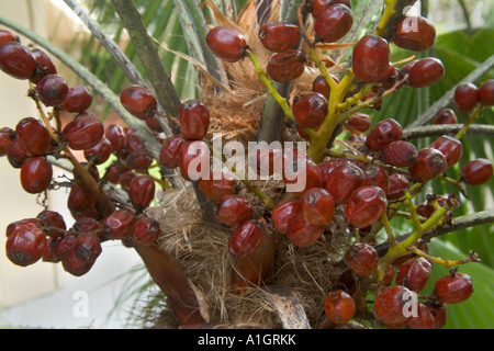 Reifen Beeren der Sägepalme, Florida Stockfoto