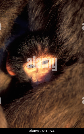 Baby Chacma Pavian in Mutters Armen (Papio Ursinus) Stockfoto