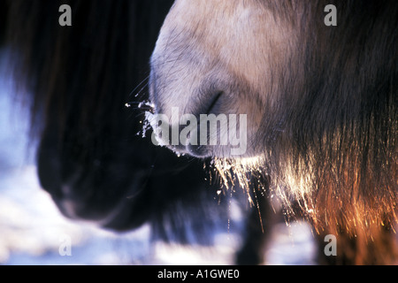 Frostigen Maulkörbe zwei Ponys im Winterschnee Stockfoto