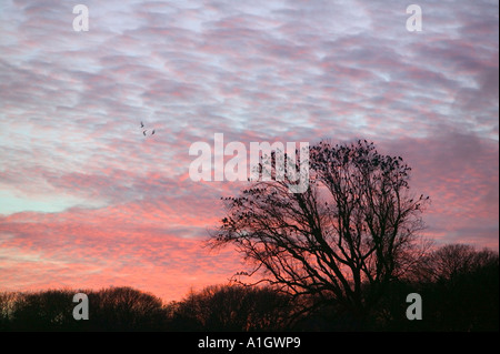 Saatkrähen und Dohlen Beflockung vor Roost, Ulverston, Cumbria Stockfoto