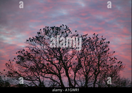 Saatkrähen und Dohlen Beflockung vor Roost, Ulverston, Cumbria Stockfoto