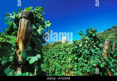 Weinberge unterhalb der Burg Kaysersberg Elsass Frankreich Stockfoto