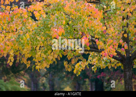 Oktober Laub der Orangen, gelb- und Rottöne in Seattle Stockfoto