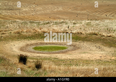 Wasserloch austrocknen. Wheatlands in der Overberg auf der garden Route in der Nähe von Caledon western Cape Südafrika RSA Stockfoto