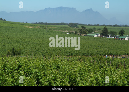 Helderberg Wein Anbaugebiet auf der Stellenbosch Wine route western Cape Südafrika RSA In der Ferne Tafelberg Stockfoto