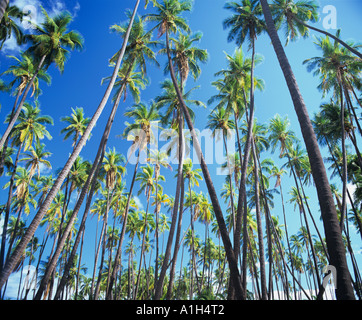 Die alten Kapuaiwa Coconut Grove auf Molokai Insel Hawaii, USA hat eine wichtige Besucher Ziel auf dieser kleinen Insel geworden Stockfoto