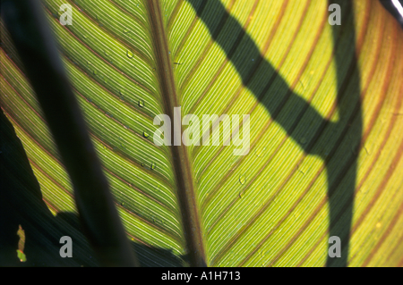 Nahaufnahme eines Canna Blatt Details im September Stockfoto