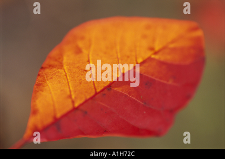 Nahaufnahme von Cotinus Coggygria Blatt fotografiert im November Stockfoto