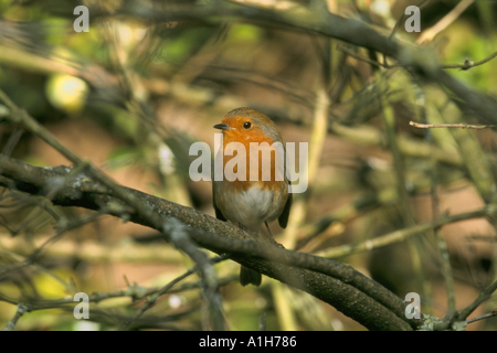 Männlichen Robin Erithacus Rubecula thront auf einem Ast Stockfoto