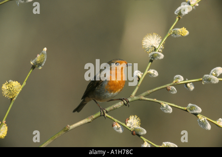 Robin Erithacus rubecula Stockfoto