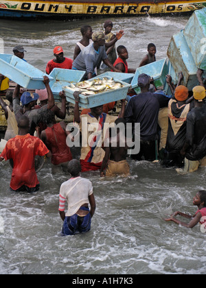 Männer Frauen Gerangel um nicht entladen fangen vom Fischerboot vor Strand Bakau Gambia Stockfoto