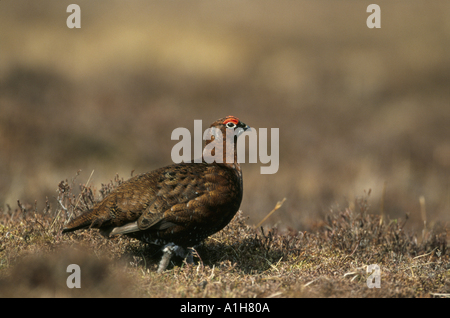 Moorschneehühner männlichen Lagopus Lagopus scoticus Stockfoto