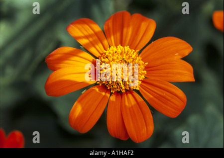Eine Nahaufnahme von einer Tithonia Speciosa Fackel mexikanische Sonnenblume Sissinghurst Castle Garden im Juli Stockfoto