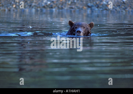 Braunbär Ursus Arctos Grizzly Bär Ursus Horribils tragen schwimmen in einem Fluss auf der Suche nach Lachs Katmai Nationalpark, Alaska Stockfoto