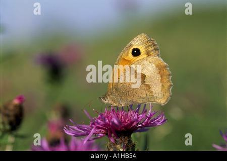 Eine Wiese braun Maniola Jurtina Schmetterling ruht auf einer größeren Flockenblume Centaurea Scabiosa Blume auf alte Winchester Hill Stockfoto