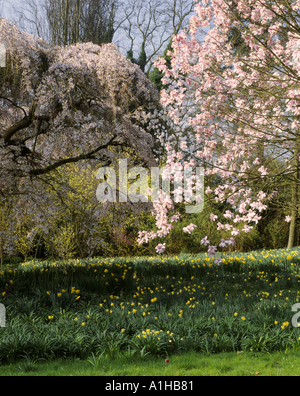 Subhirtella Pendel Charles Raffill M Magnolia Campbellii x M Mollecomata blühen im März im Nymans Garden Stockfoto