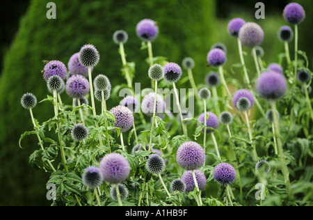 Nahaufnahme von Blumen von Echinops Globe Thistle Taplow Blue im Juli in den Walled Garden Mottisfont Abbey Stockfoto