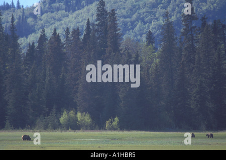 Braunbär Ursus Arctos Grizzly Bär Ursus Horribils Fütterung auf Sumpf Gräser Lake-Clark-Nationalpark, Alaska Stockfoto