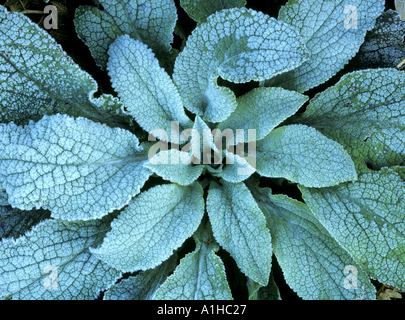 Rosette der Blätter Fingerhut, Digitalis purpurea Stockfotografie - Alamy