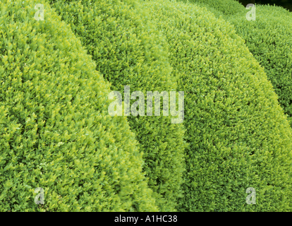 Absicherung in der Fernery bei Kingston Lacy Estate Buxus-Box Stockfoto